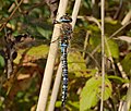 Herbst-Mosaikjungfer - Aeshna mixta, Männchen, am See in Pfingstberg