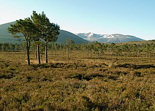 Bog forest, Cairngorms, Scotland