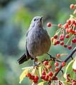 Image 79Gray catbird in Central Park