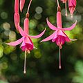 Fuchsia 'Theo Jeukens'.