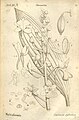 Calanthe sylvatica plate 35 in: A.A. Du Petit-Thouars: Histoire particulière des plantes Orchidées (1822)