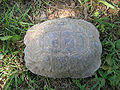 Testudo graeca 50 years old, male