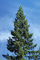 Young tree, Idaho