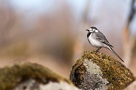 White Wagtail