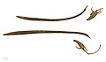 Rhizophora mangle - Museum specimen