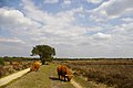 Speulderveld, near Speuld, Ermelo, Gelderland