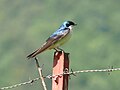 Tree Swallow (male)