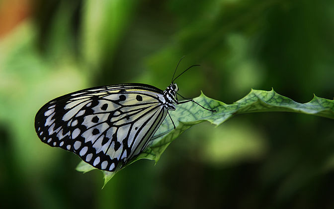 Idea leuconoe