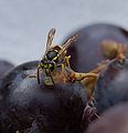 Vespula vulgaris eating grape