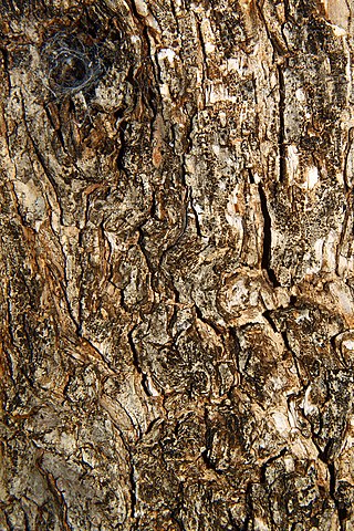 Bark