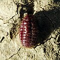 Porphyrophora hamelii used since antiquity to produce the bright red die for Armenian rugs, art, and even cave paintings