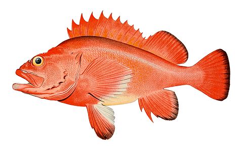 Unknown Red rockfish (Sebastes aleutianus.)