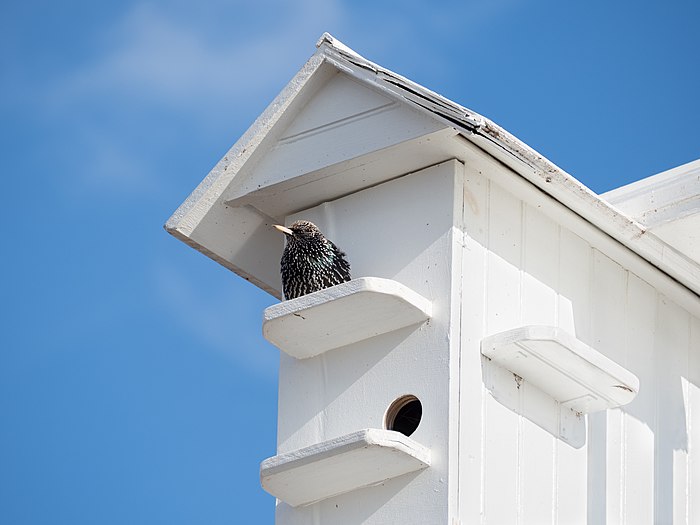 Starling at a birdhouse in Staten Island