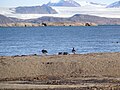 Pair with goslings; Ny-Ålesund, Spitsbergen, Svalbard