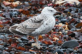 Calidris fuscicollis DT -AQ Greenwich- (1) (20669032389).jpg