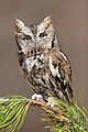 21 Eastern Screetch-Owl uploaded by Wwcsig, nominated by Trachemys