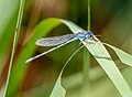 Image 58Familiar bluet in the Jamaica Bay Wildlife Refuge