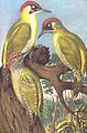 Illustration in Johann Friedrich Naumann, Naturgeschichte der Vögel Mitteleuropas, Band IV, Tafel 29. Gera, 1901