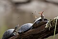 "A_butterfly_feeding_on_the_tears_of_a_turtle_in_Ecuador.jpg" by User:Russavia