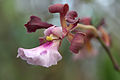 Encyclia cordigera flower