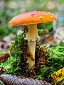 79 Fliegenpilz (Amanita muscaria)-20191014-RM-153953 uploaded by Ermell, nominated by Ermell,  17,  0,  0