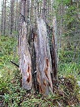 Old stump, preserved by resin. Björbo, Dalarna, Sweden