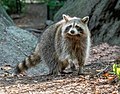 Image 51Raccoon in Central Park