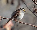 Image 102White-throated sparrow in Prospect Park