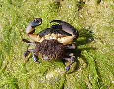 Xantho poressa, female