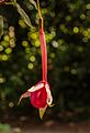 Fuchsia 'Martin Beije'.