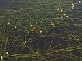 Potamogeton panormitanus, Russia