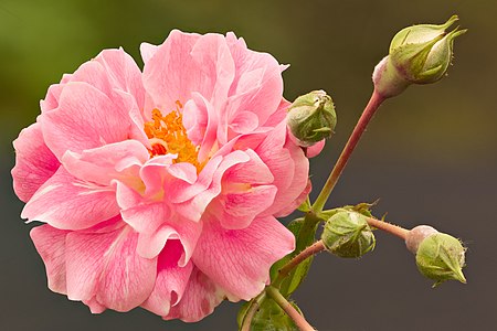 Rosa Borbonica