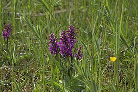 Dactylorhiza majalis - Breitblätteriges Knabenkraut (3).jpg