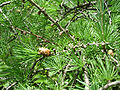 Foliage and mature cones; Volo Bog, Lake County, Illinois