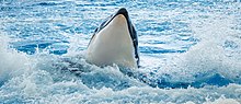 Thumbnail for File:Orcinus orca - Loro Parque 01.jpg