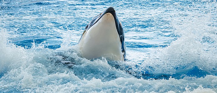 "Orcinus_orca_-_Loro_Parque_01.jpg" by User:Llez