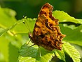 C-Falter - Nymphalis c-album oder Polygonia c-album (Sommerform f. hutchinsoni), am Vogelstangsee