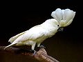 Cacatua alba (cat.)