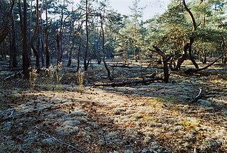 Cladonio-Pinetum in northern Germany