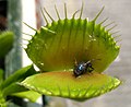 Dionaea Muscipula Digested fly in a Dionaea muscipula's trap