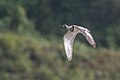 * Nomination: Ibisbill (IIbidorhyncha struthersii). By User:Mildeep --Nirmal Dulal 15:11, 12 February 2024 (UTC) * * Review needed