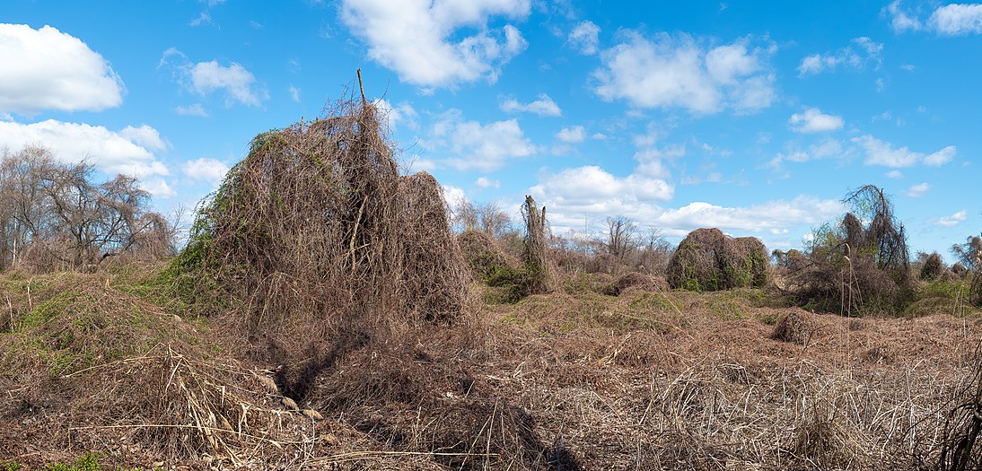 Kudzu graveyard in Brooklyn