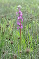 Anacamptis palustris