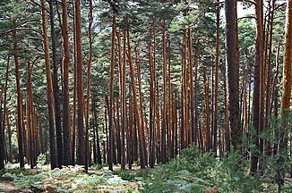 Forest, Sierra de Guadarrama, España