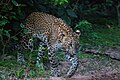 Sri Lankan Leopard