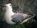 Fulmars sur les falaises d'Ouessant