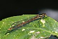 89 Large red damselfly (Pyrrhosoma nymphula) female fulvipes 2 uploaded by Charlesjsharp, nominated by Ikan Kekek,  12,  0,  0