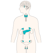 202406 Endocrine Organ.svg