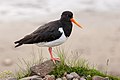 "Austernfischer_Haematopus_ostralegus_Iceland_RB.jpg" by User:Richard Bartz