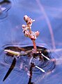 Myriophyllum alternifolium, Spain